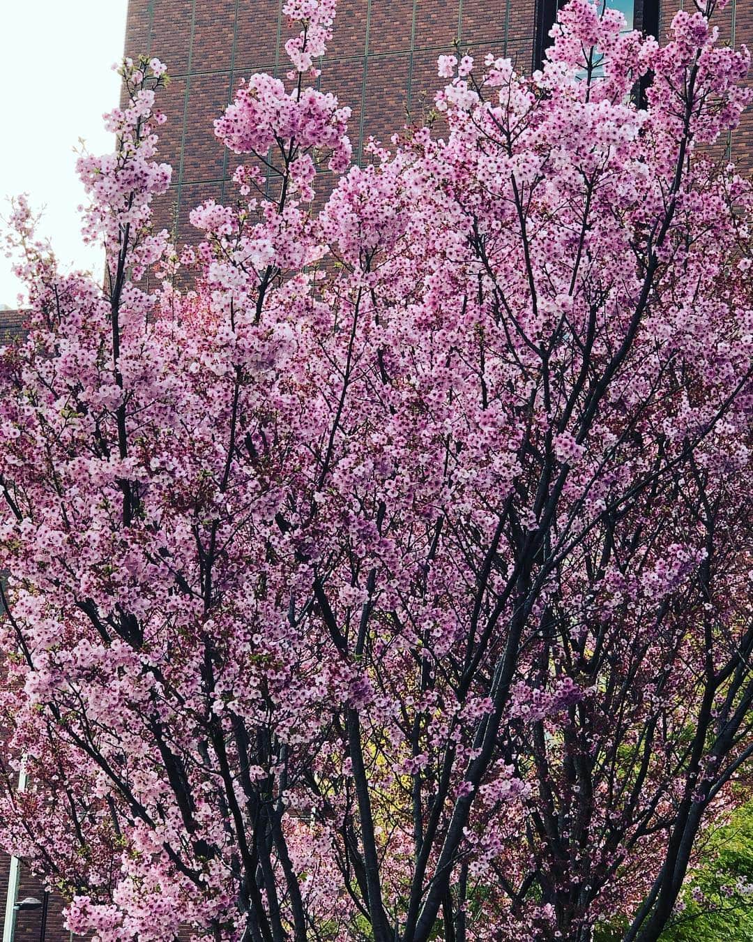 小沢仁志さんのインスタグラム写真 - (小沢仁志Instagram)「春近し❗️ 満開はまだ… ウチのはいつ咲くのか… 頑張れ❗️笑」3月27日 16時56分 - ozawa_hitoshi