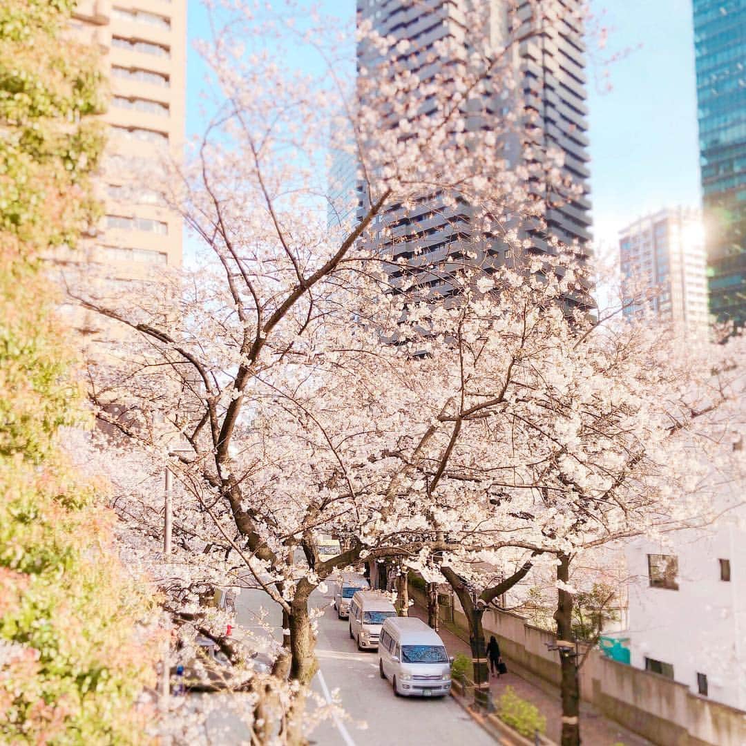 ヒロコグレースさんのインスタグラム写真 - (ヒロコグレースInstagram)「﻿ ﻿ ﻿ 桜の季節がやってくる。﻿ 楽しみだな💓﻿ ﻿ ﻿ いっぱいお散歩したくなってきた 笑﻿ ﻿ ﻿ 自分メンテナンスDayは、﻿ 健康管理する日。﻿ ﻿ ﻿ ハードなスケジュールで動いているからこそ、﻿ パワー全快できるように調整しているよ。﻿ ﻿﻿ ﻿﻿ 💎 💎 💎 💎﻿﻿﻿ ﻿﻿﻿ 新刊 #夫を最強のパートナーにする方法﻿﻿﻿ ﻿﻿﻿ 2/9放送王様のブランチTop8 ﻿﻿ 3/2放送王様のブランチTop3﻿﻿ 他2冊発売中﻿﻿﻿ ﻿﻿﻿ 詳細はこちらのアカウント﻿﻿﻿ ▶︎ @hirokograce_books﻿﻿ #桜  #東京桜  #お散歩  #健康管理  #メンテナンスday」3月27日 16時59分 - hirokograce