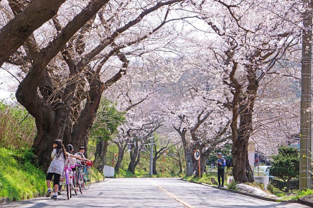 平塚市さんのインスタグラム写真 - (平塚市Instagram)「* 頂上の見頃はもう少し先ですが 湘南平へ続く道は、すっかり春。 ***************** #手をつなぎたくなる街 #hiratsukagood #hiratsuka#平塚 #shonan#湘南 #kanagawaphotoclub #桜のアーチ #坂道#アーチ #sakura#さくら #桜#サクラ #cherryblossom #はなまっぷ#ザ花部 #湘南平#春の訪れ #ダレカニミセタイケシキ #igで繋がる景色 #充実した休日 #週末の過ごし方 #日々#暮らし #instagramjapan#igersjp」3月27日 17時00分 - hiratsukagood