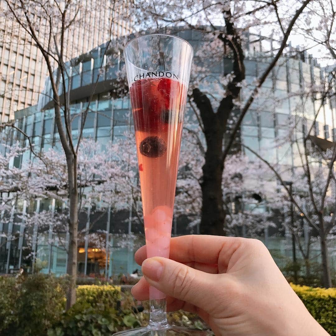 のインスタグラム：「CHANDON♬ ✴︎ #お疲れさまでした #chandon #champagne  #cherryblossom  #happy #満開🌸」