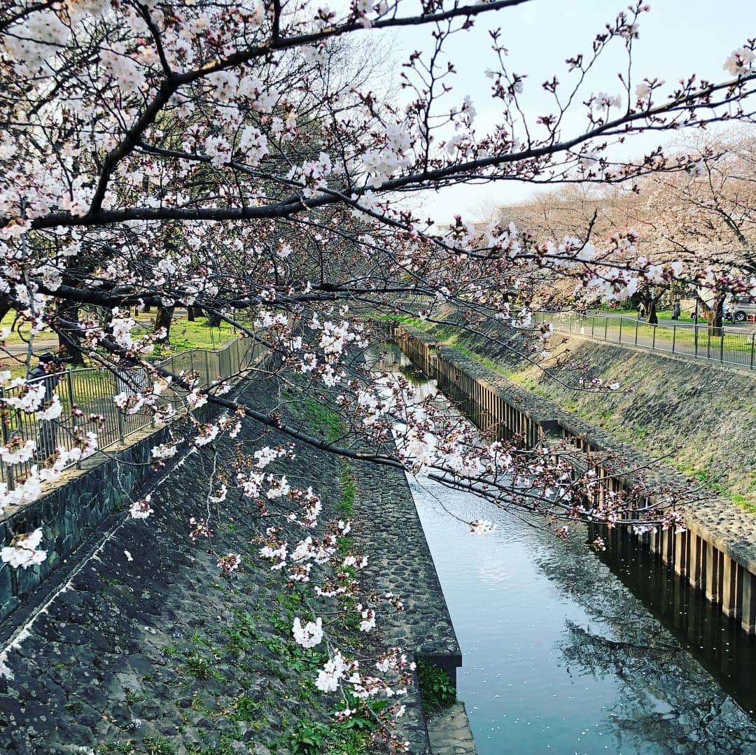 佐藤竜雄さんのインスタグラム写真 - (佐藤竜雄Instagram)「今日は善福寺川沿いを。緑地の桜はまだまだこれから。 #桜 #善福寺川 #善福寺川緑地 #cherryblossom」3月27日 17時13分 - seitenhyohyo