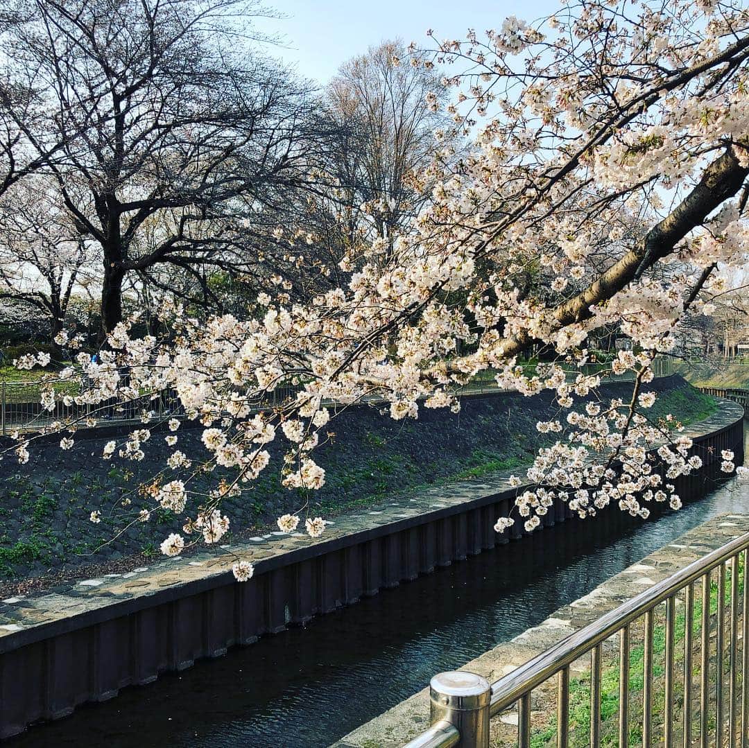 佐藤竜雄さんのインスタグラム写真 - (佐藤竜雄Instagram)「今日は善福寺川沿いを。緑地の桜はまだまだこれから。 #桜 #善福寺川 #善福寺川緑地 #cherryblossom」3月27日 17時13分 - seitenhyohyo