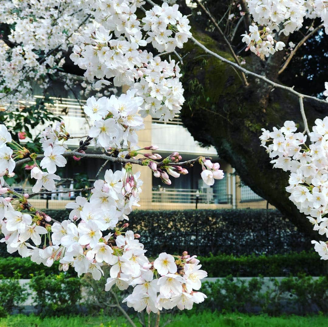 佐藤竜雄さんのインスタグラム写真 - (佐藤竜雄Instagram)「今日は善福寺川沿いを。緑地の桜はまだまだこれから。 #桜 #善福寺川 #善福寺川緑地 #cherryblossom」3月27日 17時13分 - seitenhyohyo