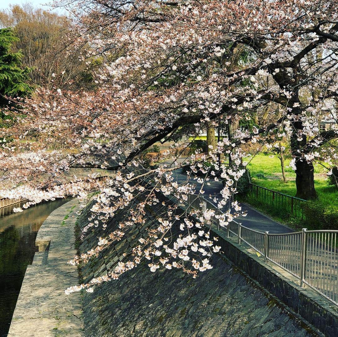 のインスタグラム：「今日は善福寺川沿いを。緑地の桜はまだまだこれから。 #桜 #善福寺川 #善福寺川緑地 #cherryblossom」