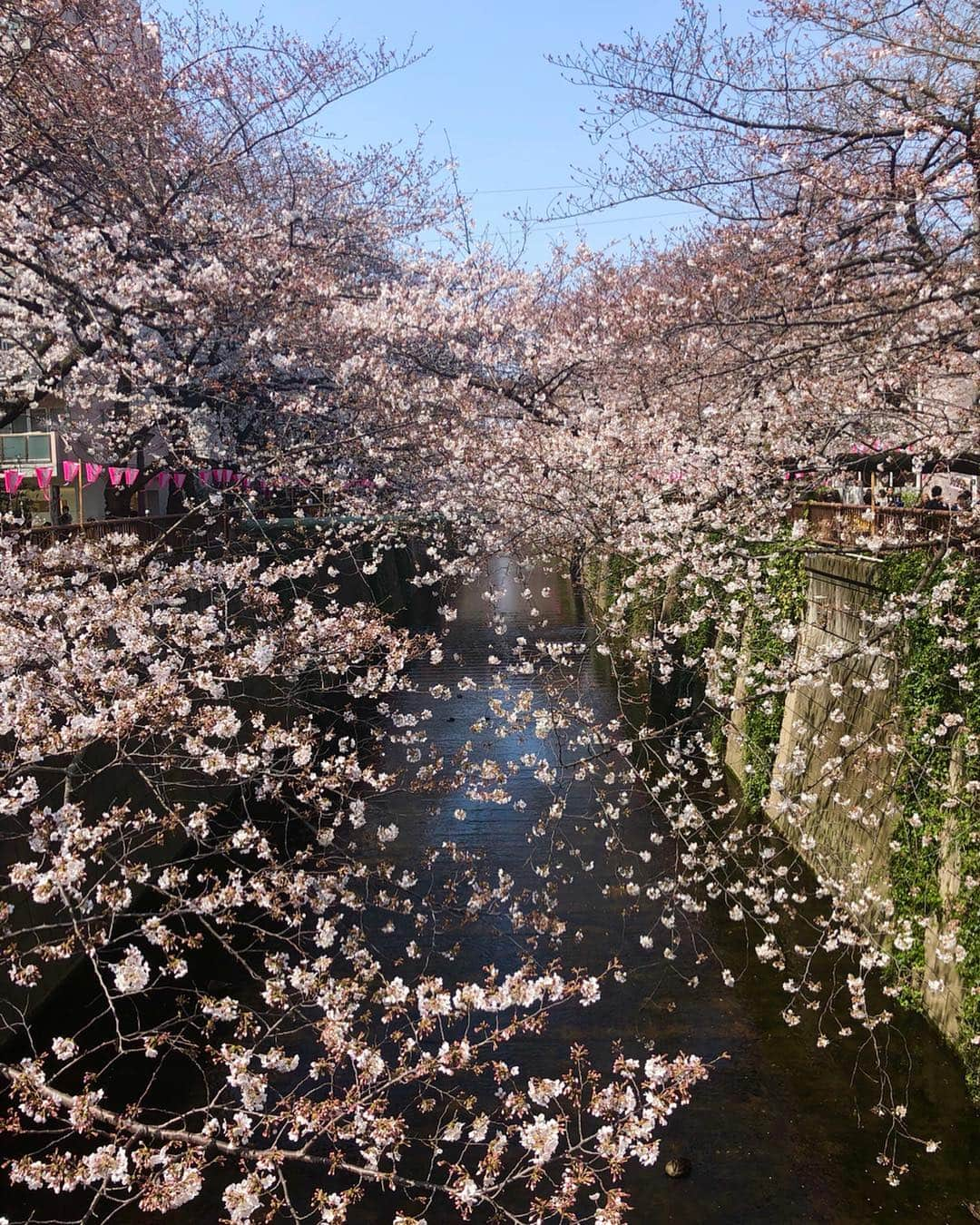 山田佳子さんのインスタグラム写真 - (山田佳子Instagram)「空き時間に目黒川を歩いてきました。﻿ 桜がとっても綺麗でした🌸﻿ #さくら🌸  #綺麗だった  #桜色に #染まる #目黒川 #よく晴れて﻿ #気持ちいいお天気﻿ #meguro_river ﻿」3月27日 17時09分 - yoshiko117