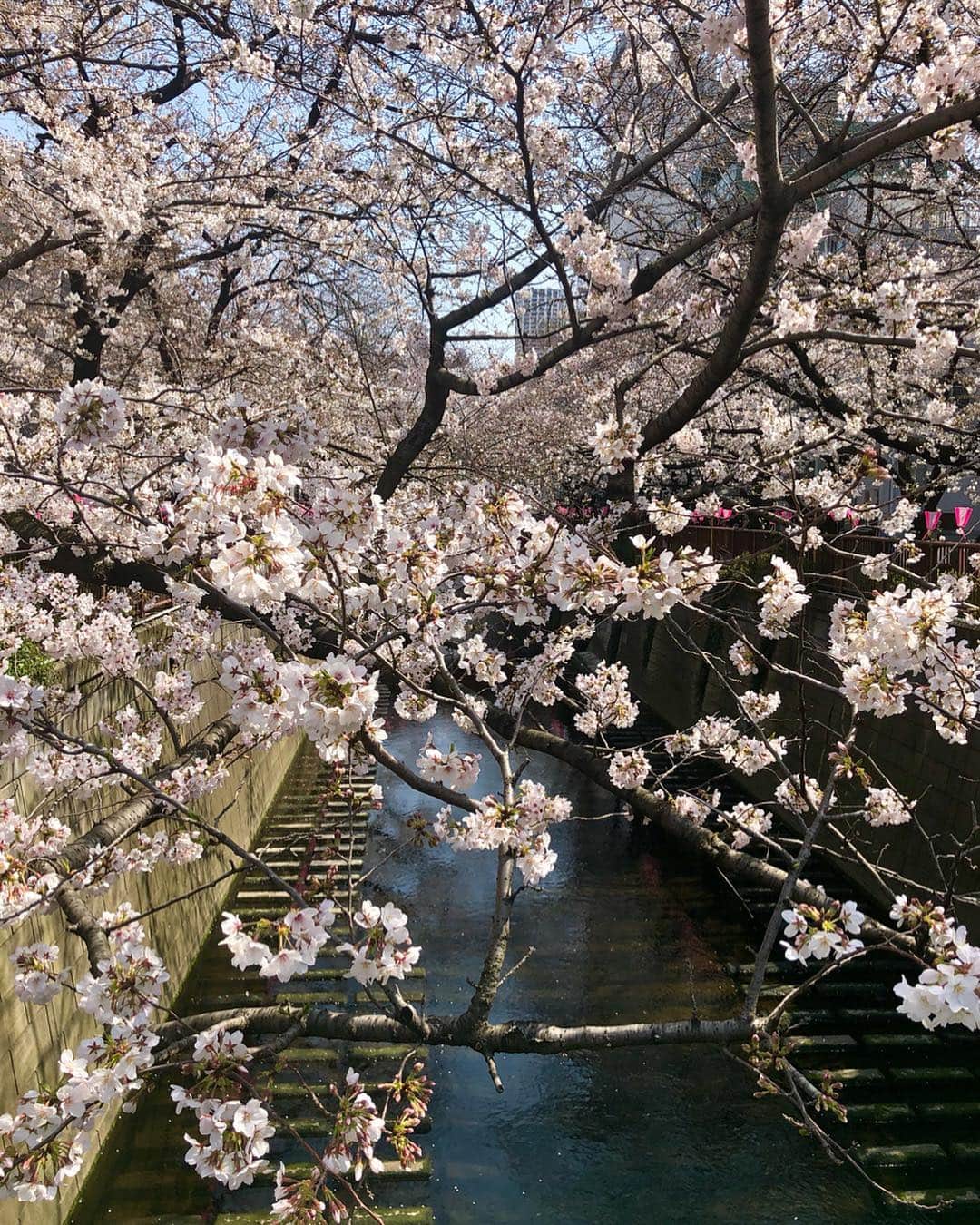 山田佳子さんのインスタグラム写真 - (山田佳子Instagram)「空き時間に目黒川を歩いてきました。﻿ 桜がとっても綺麗でした🌸﻿ #さくら🌸  #綺麗だった  #桜色に #染まる #目黒川 #よく晴れて﻿ #気持ちいいお天気﻿ #meguro_river ﻿」3月27日 17時09分 - yoshiko117