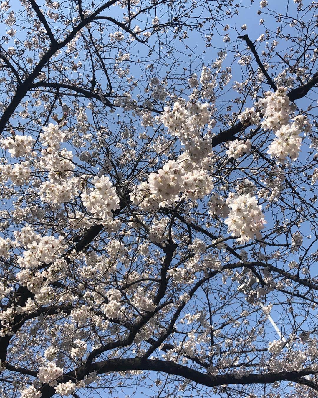 山田佳子さんのインスタグラム写真 - (山田佳子Instagram)「空き時間に目黒川を歩いてきました。﻿ 桜がとっても綺麗でした🌸﻿ #さくら🌸  #綺麗だった  #桜色に #染まる #目黒川 #よく晴れて﻿ #気持ちいいお天気﻿ #meguro_river ﻿」3月27日 17時09分 - yoshiko117