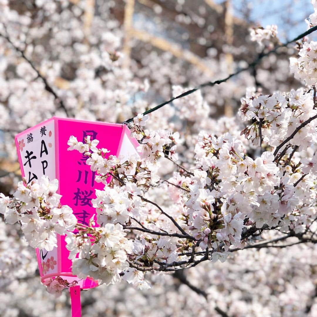 ❁coco❁さんのインスタグラム写真 - (❁coco❁Instagram)「今年もきたよ、目黒川♡ 桜 きれいー🌸✨ with @chiyo1173 @puu326  #お花見 #シャンパン #花見 #桜 #目黒川 #目黒川の桜 #目黒川桜まつり #中目黒 #中目黒カフェ #中目黒グルメ #中目黒ランチ」3月27日 17時30分 - rococo39