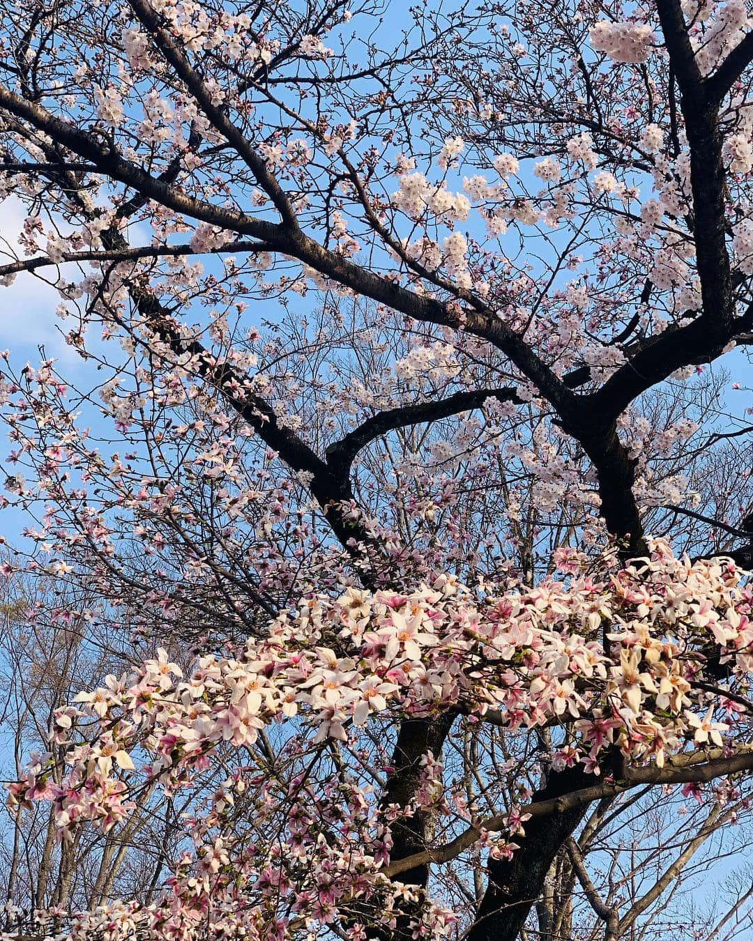 小出真保さんのインスタグラム写真 - (小出真保Instagram)「父と母と いとこと おばさんと いとこの赤ちゃん👶と お花見🌸🌸🌸 おばちゃんに おこづかいもらったあ✌️✌️37歳の春🥰🤪🧚‍♀️ #井の頭公園 #お花見」3月27日 17時22分 - mahokoide