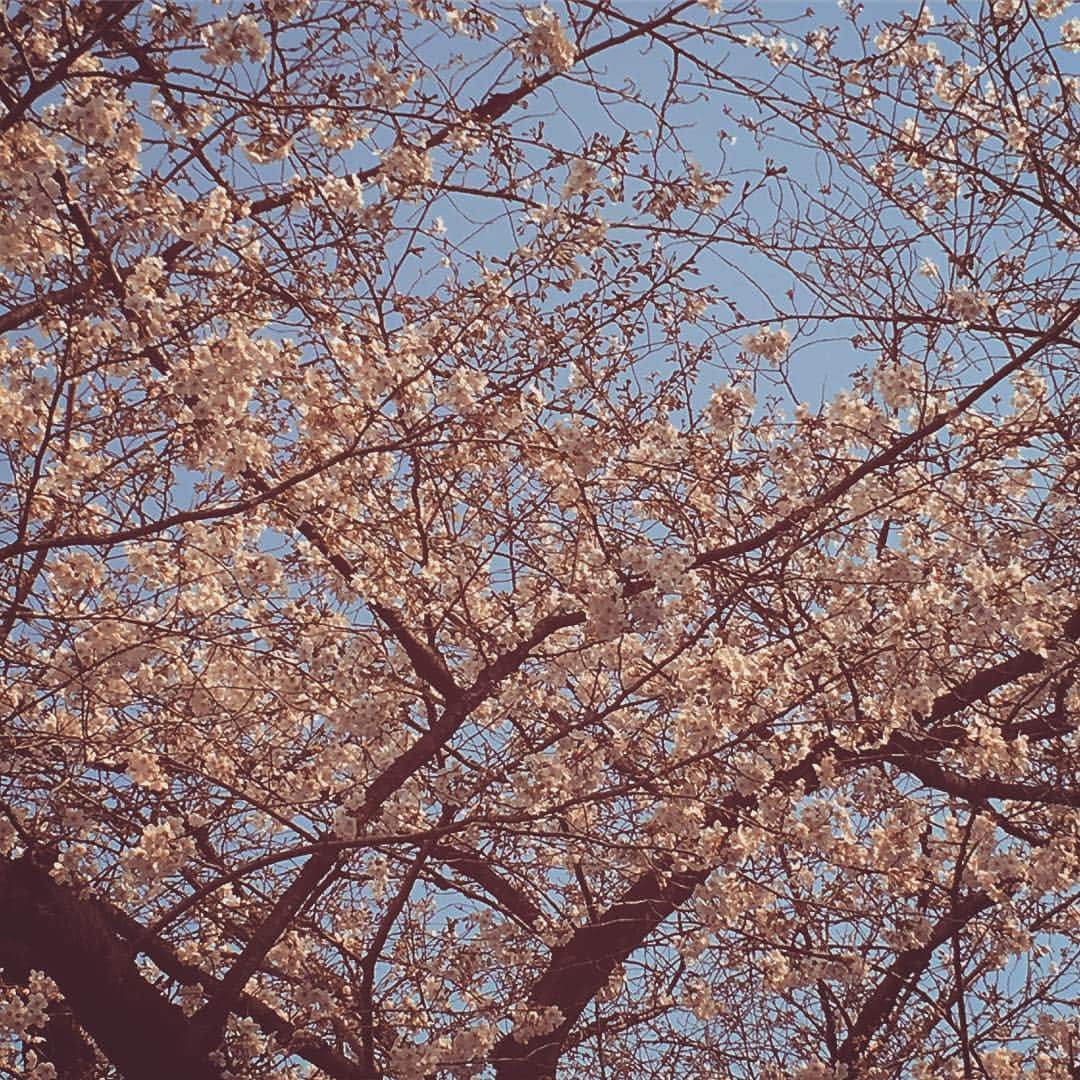 山口隆さんのインスタグラム写真 - (山口隆Instagram)「いよいよ盛り上がってまいりました。」3月27日 17時23分 - yamaguchi_sbm