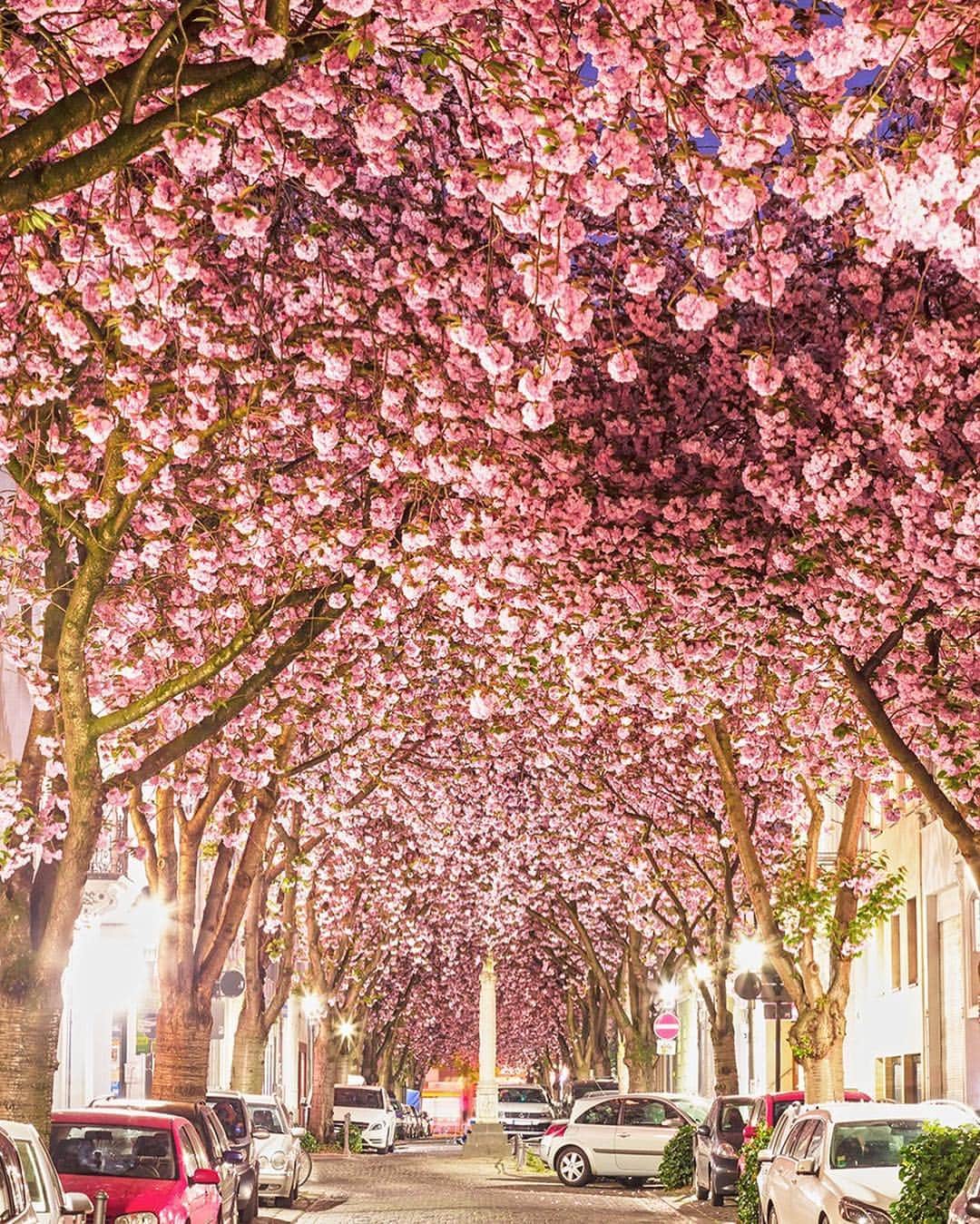 のインスタグラム：「. Dance through cherry blossom tunnels on Heerstrasse (Army Street) in the Old Town area of Bonn, Germany, also famous for being the hometown of Beethoven. ⠀ #ChargeUpMarch #JAL ⠀⠀ ベートーベンの出身地として知られる、ドイツの古都ボン。⠀ 旧市街にあるヘーア通りでは、桜のアーチが楽しめます🌸🌸⠀ .⠀ .⠀ Post your memories with #FlyJAL . #JapanAirlines⠀ #germany #bonn #sakura #springiscoming #springisintheair」
