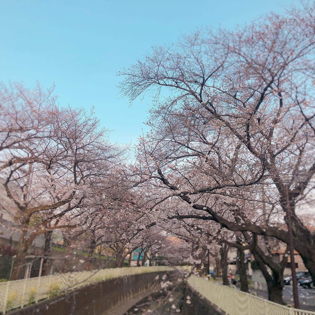 折原みかさんのインスタグラム写真 - (折原みかInstagram)「神田川は5分咲きです  #神田川 #桜 #満開まであと少し #週末晴れて欲しいですね #川沿い #sakura #5分咲き #花見してる方チラホラ #spring #japanese #🌸桜🌸 #景色 #春色の景色」3月27日 17時31分 - mikaorihara