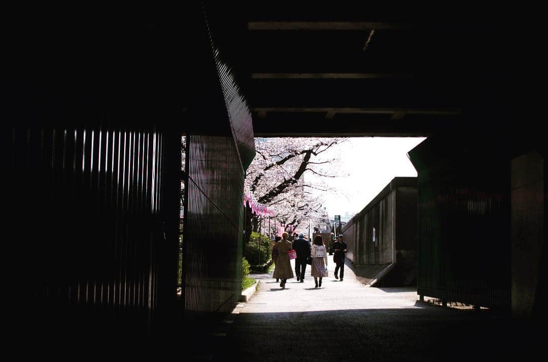 墨田区さんのインスタグラム写真 - (墨田区Instagram)「区内の桜がほぼ満開！  #桜　#さくら　#きれい　#満開　 #千葉大学写真部 のみなさんに撮影してもらいました #千葉大学 #墨田区　#すみだ #sumida　#tokyo　#japan　#cherryblossoms」3月27日 17時32分 - sumida_official