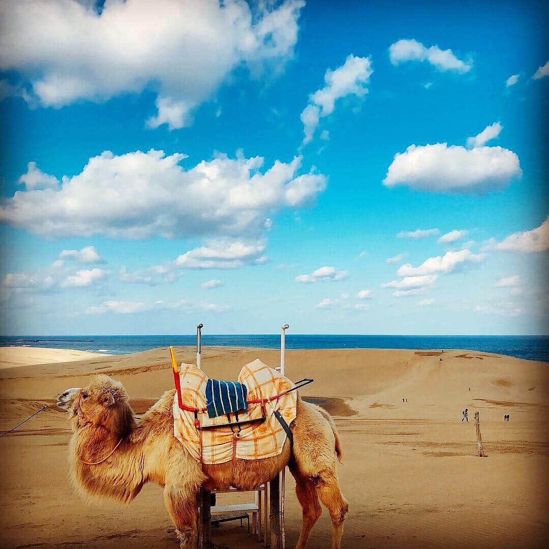 ANAのインスタグラム：「ゆったり時間が流れる場所🐫 （photo:@tanoshindakoto）  #anaタビキブン #鳥取 #鳥取砂丘 #鳥取砂丘コナン空港 #鳥取旅行 #鳥取さんぽ #ラクダ #ラクダライド #もふもふ #かわいい #日本 #tottori #japantrip #camel #dune #beautiful #sky  旅の思い出は「#anaタビキブン」をつけて投稿してね⭐️インスタやANAの各メディアでご紹介していきます✈️」