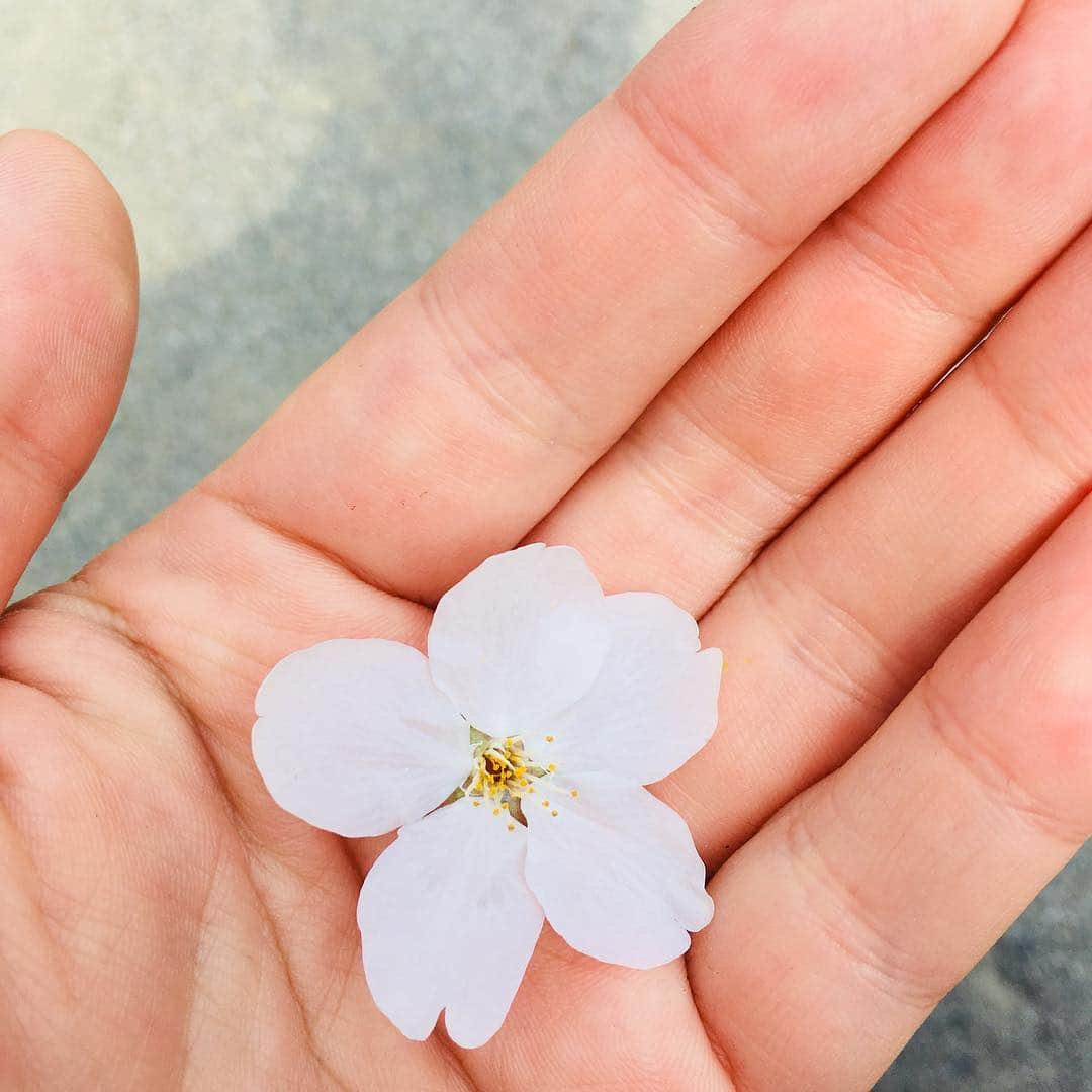 永井朋弥さんのインスタグラム写真 - (永井朋弥Instagram)「春だね🌸 明日3/28〜31の四日間 僕がプロデュースするアクセサリーブランド Klos Angel春の展示会です ご来店おまちしてます😃😃😃 #KlosAngel #桜 #春 #アクセサリー #展示会 #銀座」3月27日 17時34分 - tomoyanagai