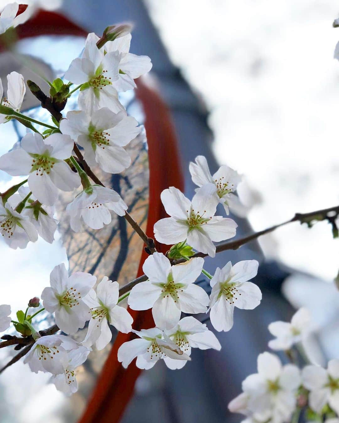 佐野真彩さんのインスタグラム写真 - (佐野真彩Instagram)「. こんばんは お仕事前に #桜 を見にいってきました🌸 一気に暖かくなってきて開花しましたね。 今週末がピークかな？ 他にも見に行きたいなー☺︎ オススメのお花見スポットあったら教えてください🥰 . ワンピは @sobre_dress です❤︎ タイトなデザインはスタイルがよく見えるので、お仕事で着る洋服は、よくギャルの子達が買う店で買ったりしてます🤫🧡 着心地もいいよん😉 . #sobre #サブレ #ドレス #サブレドレス #dress #キャバドレス #さくらの日 #お花見 #cherryblossom #スペイン坂 #ワンピース #ミニワンピ  #赤坂」3月27日 17時44分 - sano.maya