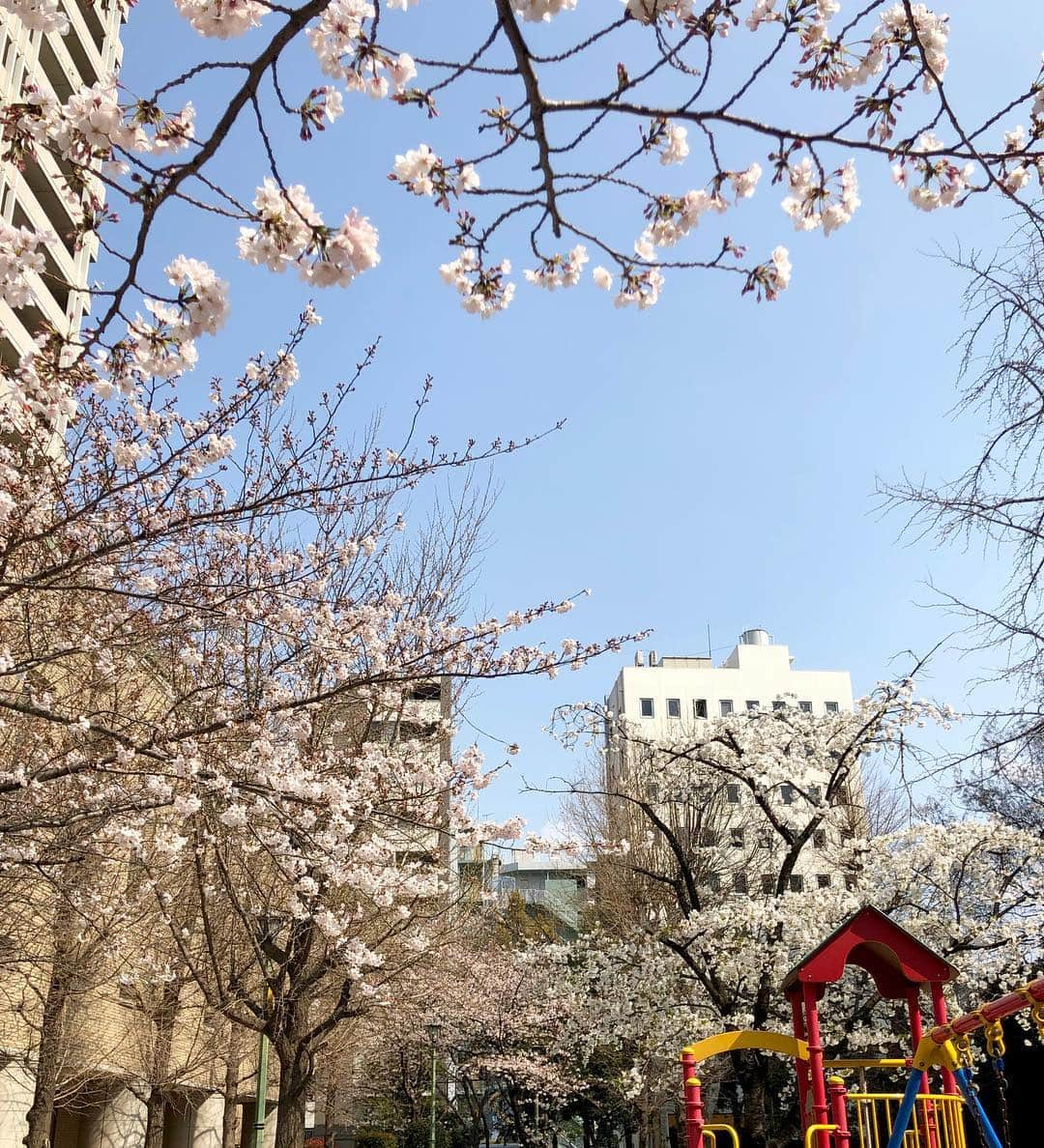 江川清音さんのインスタグラム写真 - (江川清音Instagram)「﻿ 趣味で通っているお教室のお隣に公園があります。﻿ 毎年この時期は桜を見ながらのお稽古✒️🌸﻿ 終わってからは少し花見もしたくらいにして✨﻿ ﻿ 今日も素敵な一日を過ごすことができました😌💓﻿ ﻿ #レッスン #お教室 #桜 #お花見 #勝手にさくプロ大使」3月27日 17時56分 - egawasayane