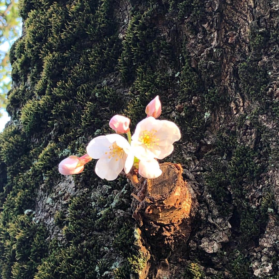 Megumiさんのインスタグラム写真 - (MegumiInstagram)「‪近所の桜🌸‬ ‪ #桜 #東京‬」3月27日 18時05分 - paix2megumi