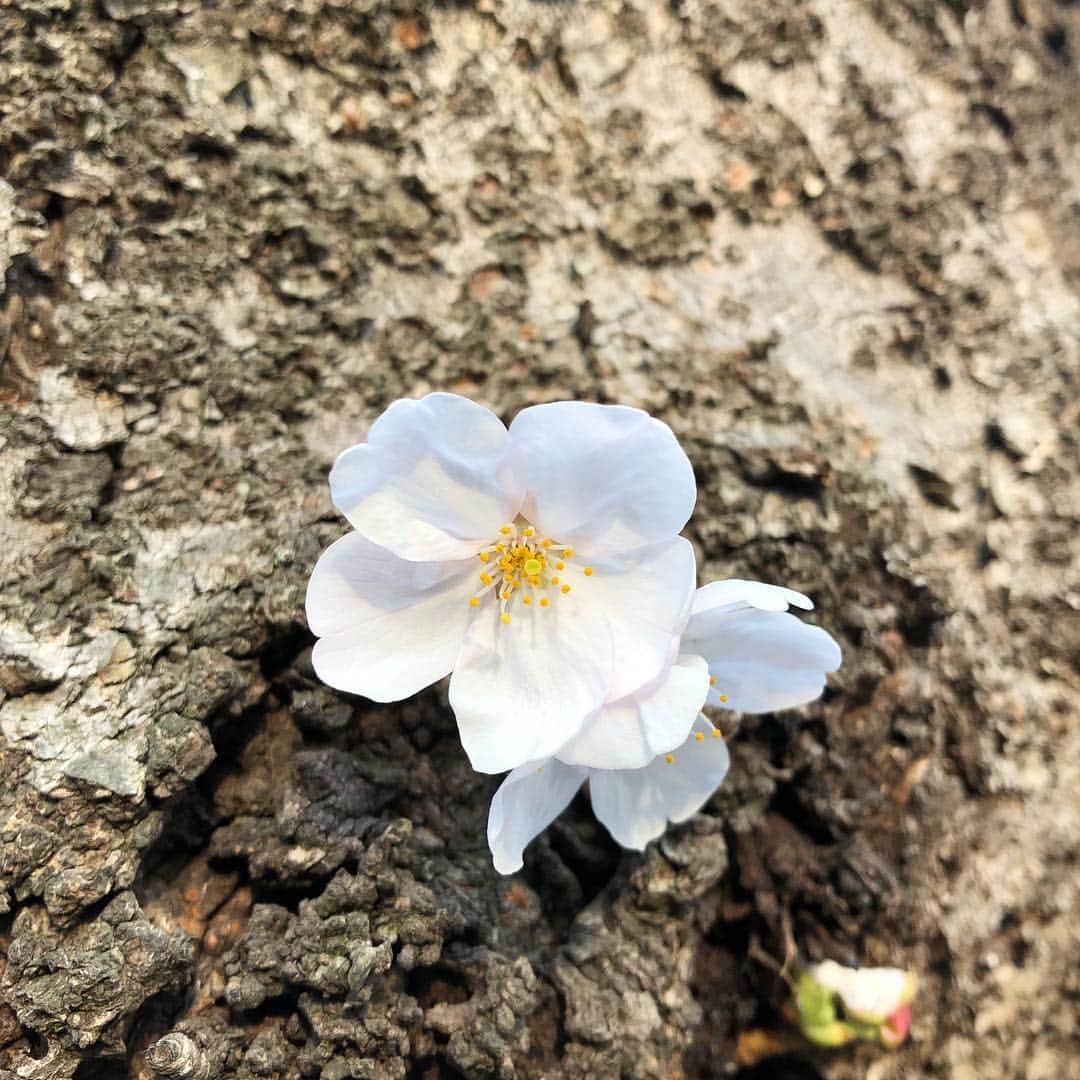 Megumiさんのインスタグラム写真 - (MegumiInstagram)「‪近所の桜🌸‬ ‪ #桜 #東京‬」3月27日 18時05分 - paix2megumi