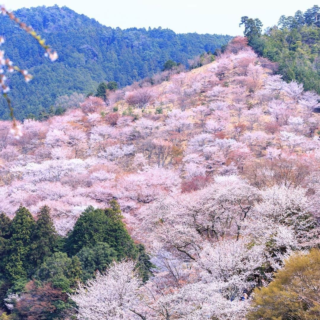 楽天トラベル のインスタグラム