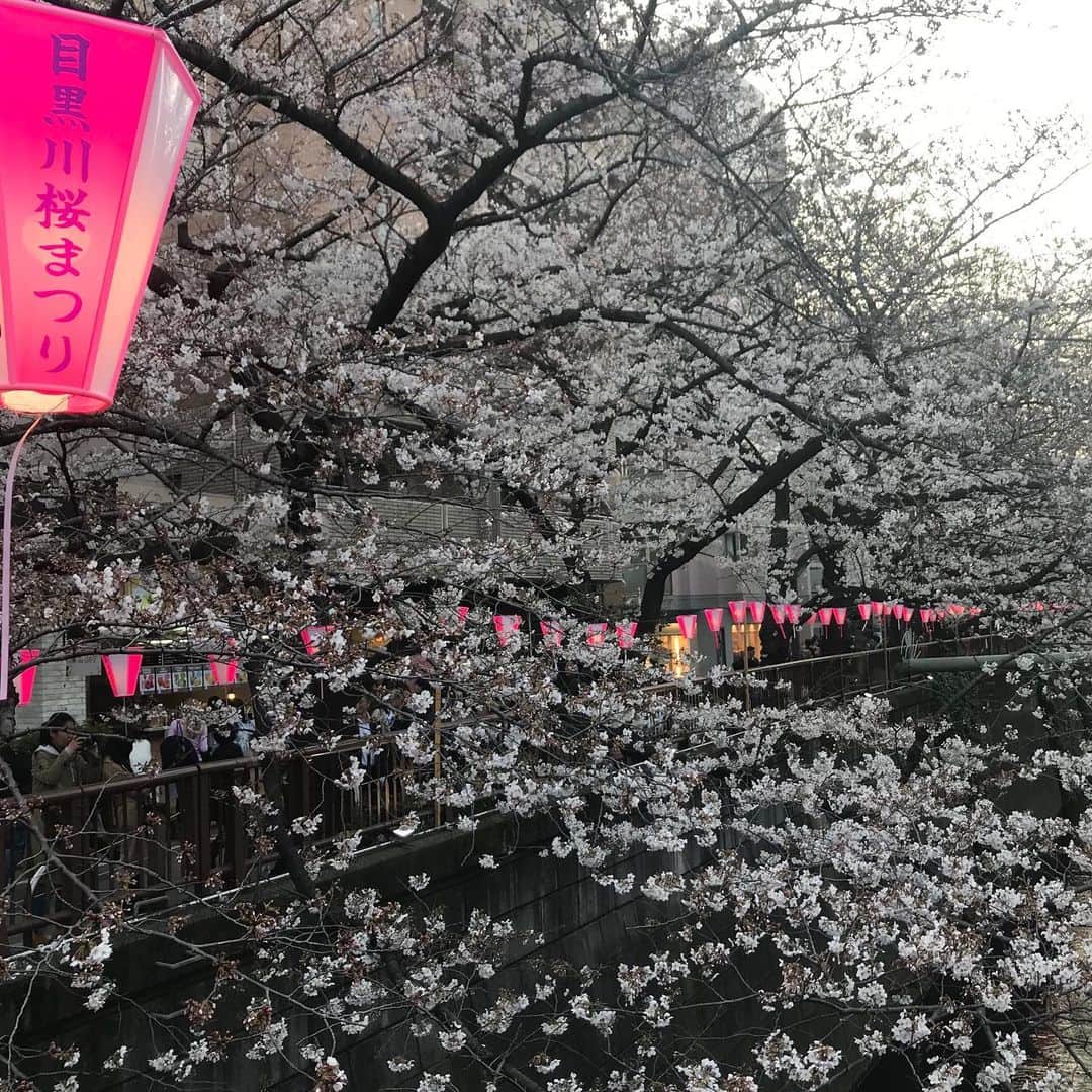 元井美貴さんのインスタグラム写真 - (元井美貴Instagram)「東京の桜は開花(5〜6輪開いた状態)から6日で満開(80%以上開いた状態)が発表されました🌸目黒川の桜も開花が進んでましたよ〜🦆🌸 #さくらの日 #桜 #flordecerezo #目黒川桜まつり #お花見🍡」3月27日 18時06分 - mikimotoi
