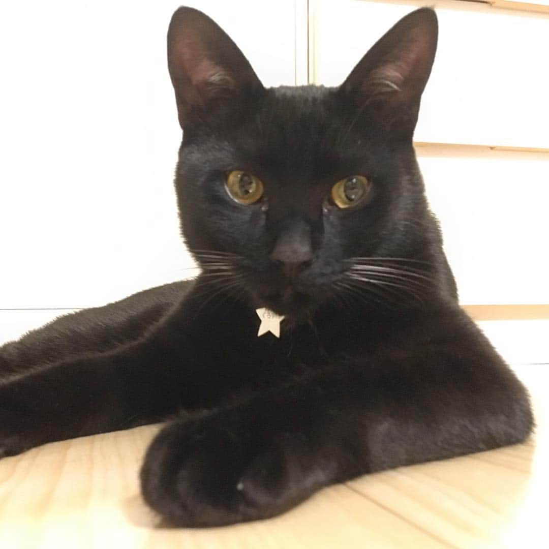しおやてるこさんのインスタグラム写真 - (しおやてるこInstagram)「遊び疲れたくろすけ #黒猫」3月27日 23時38分 - shiochin1129