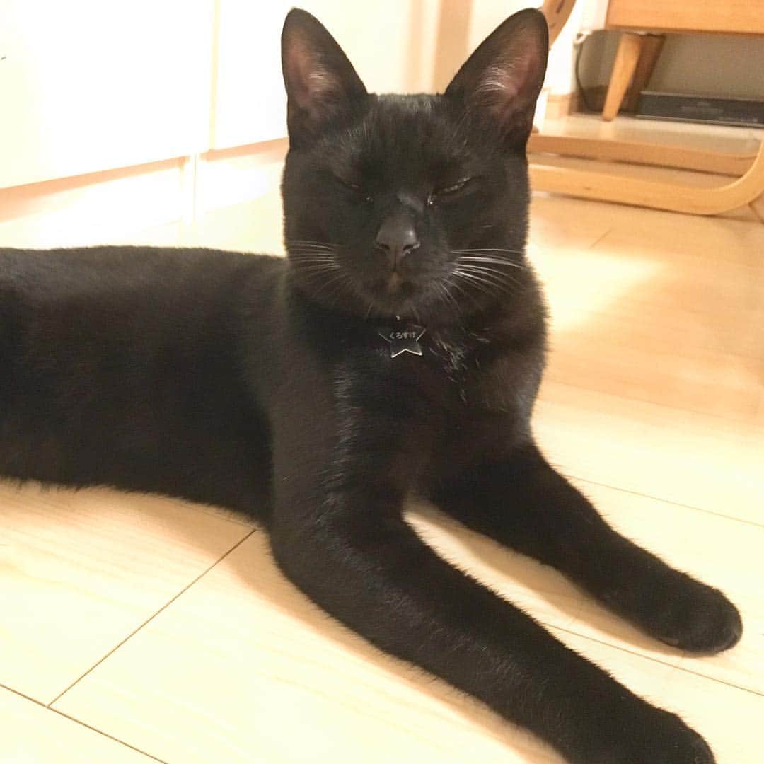しおやてるこさんのインスタグラム写真 - (しおやてるこInstagram)「遊び疲れたくろすけ #黒猫」3月27日 23時38分 - shiochin1129
