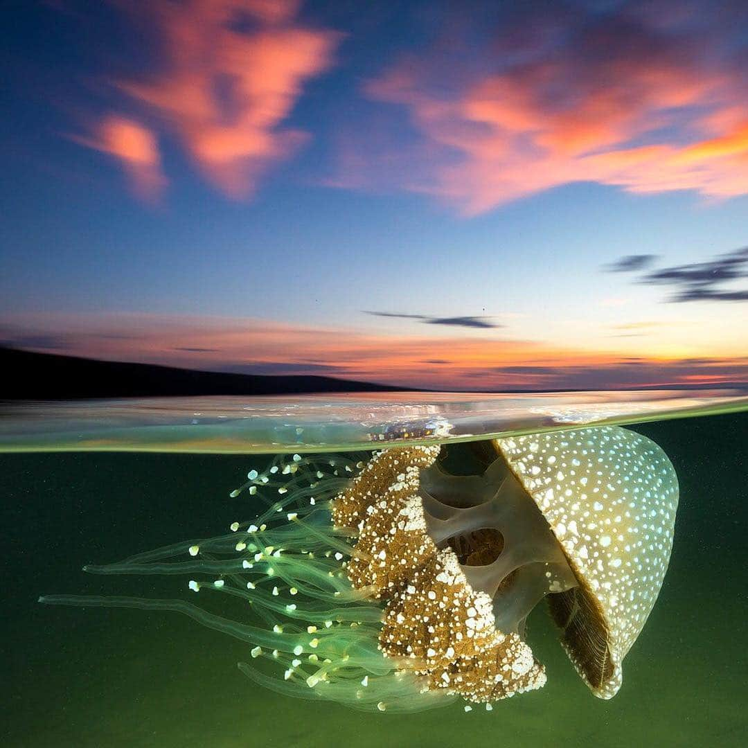 Canon Photographyさんのインスタグラム写真 - (Canon PhotographyInstagram)「Cute or scary?!? Photo | @jordan_robins  Jervis Bay  Canon 5d4 + 16-35mm f/4 ISO 320 | f/14 | 1/15sec AquaTech water housing」3月27日 23時41分 - cpcollectives