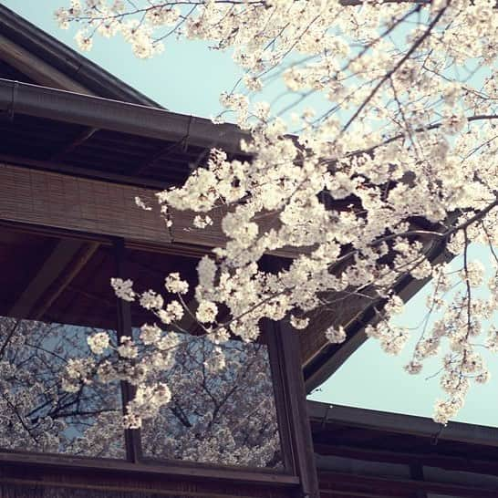 八芳園さんのインスタグラム写真 - (八芳園Instagram)「【Spring Festival2019 粋 明日から特別イベントスタート】  この春、心意気が咲き誇る、を テーマに始まった今年のSpring Festival2019 粋。  いよいよ28日からは特別イベントが スタートします。  庭園では、12時30分から「お箏とピアノによる生演奏」 別館 白鳳館では、13時から「桜の苔玉づくり」そして抹茶と和菓子、 13時30分からは「香り袋と文香づくり」そして抹茶と和菓子、 など春を愉しむ時間をお届けします。  春の1日をゆっくりとお過ごし下さい。  吹ぶけよ、桜。 吹ぶけよ、人。 八芳園Spring Festival 2019 粋 本格スタートです。 ［イベント詳細］ http://www.happo-en.com/event/springfestival2019/ ［イベントのご予約］ https://restaurant.ikyu.com/sd/101346/  #八芳園 #桜イベント #桜 #お花見 #花見 #染井吉野 #庭園 #日本庭園 #抹茶  #和菓子 #白鳳館 #苔玉作り #文香 #香り #香りのある暮らし #東京 #白金台  #粋 #八芳園粋  #happoen #garden #iki #japanesegarden #sakura #tokyo #shirokanedai」3月27日 23時44分 - happoen