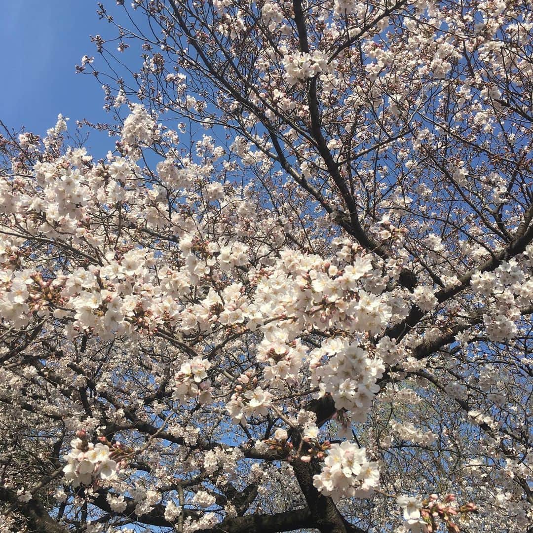 SHUUBIさんのインスタグラム写真 - (SHUUBIInstagram)「新宿御苑でお花見🌸🌸🌸 こちらのベイビー7ヶ月💕💕💕お友達のベイビー🤱かわゆすぎ😍😍😍 彼は人生初の春を迎えていらっしゃいます。 初のお花見🌸🌸🌸 やったー！！！！！！ #花見 #桜 #新宿御苑 #たのしい #ISETAN #美味しかった #shuubi  #2019」3月27日 18時16分 - shuubihidemi