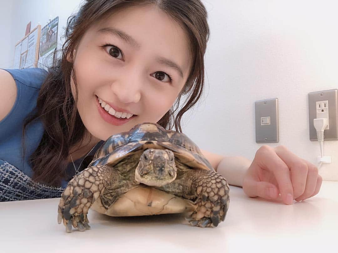 上野優花さんのインスタグラム写真 - (上野優花Instagram)「🐢🐢🐢🐢🐢🐢🐢 グリーンチャンネルにスタッフさんの飼っている 亀のデッカちゃんが遊びに来ていました❣️ やばい…！可愛過ぎて心臓射抜かれてしまった😭✨ りんごを食べる音や柔らかい手足に悶絶…🥺 . ちなみにこの🐢とはまた別の メイクさんが飼っている🐢のアカウントはこちら💁🏻‍♀️ @shiori.okada 癒されるから見てみて🤣🍀 #亀ブーム到来です #リクガメ」3月27日 18時24分 - yuka_ueno89
