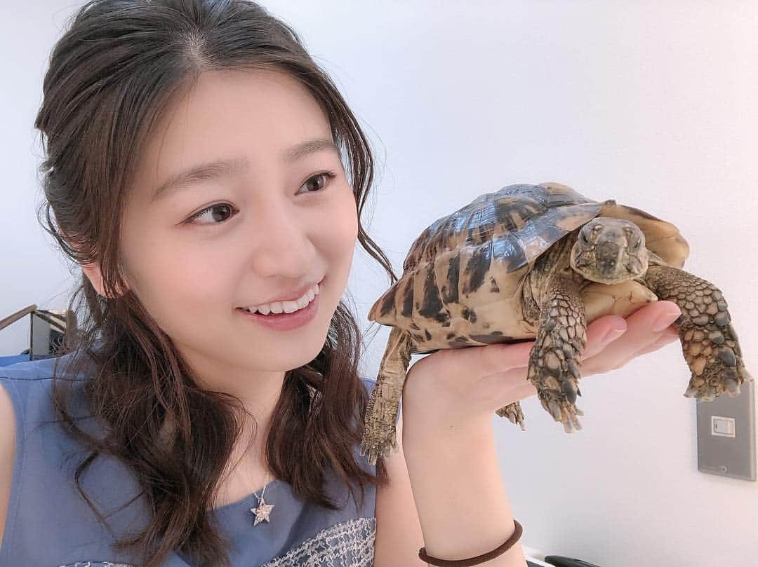 上野優花さんのインスタグラム写真 - (上野優花Instagram)「🐢🐢🐢🐢🐢🐢🐢 グリーンチャンネルにスタッフさんの飼っている 亀のデッカちゃんが遊びに来ていました❣️ やばい…！可愛過ぎて心臓射抜かれてしまった😭✨ りんごを食べる音や柔らかい手足に悶絶…🥺 . ちなみにこの🐢とはまた別の メイクさんが飼っている🐢のアカウントはこちら💁🏻‍♀️ @shiori.okada 癒されるから見てみて🤣🍀 #亀ブーム到来です #リクガメ」3月27日 18時24分 - yuka_ueno89
