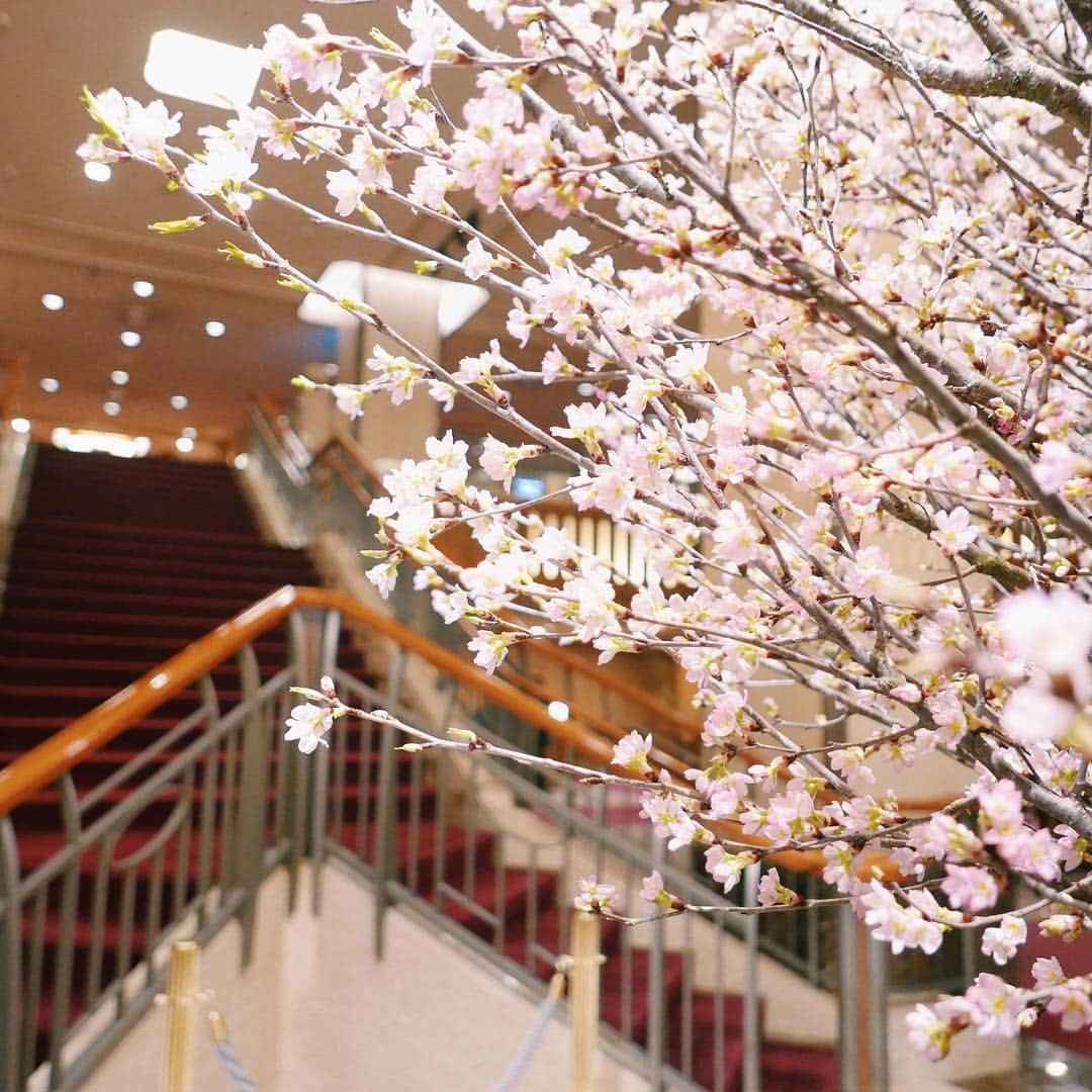 清水愛美さんのインスタグラム写真 - (清水愛美Instagram)「帝国ホテルの桜が綺麗すぎたよ😍🌸 * はやく花見したい！！(^^) 帝国ホテルのアフタヌーンティーも また行きたい！ * #帝国ホテル #桜 #サクラ #sakura #花見 #ホテル #imperialhotel  #japan」3月27日 18時27分 - manami_s0902