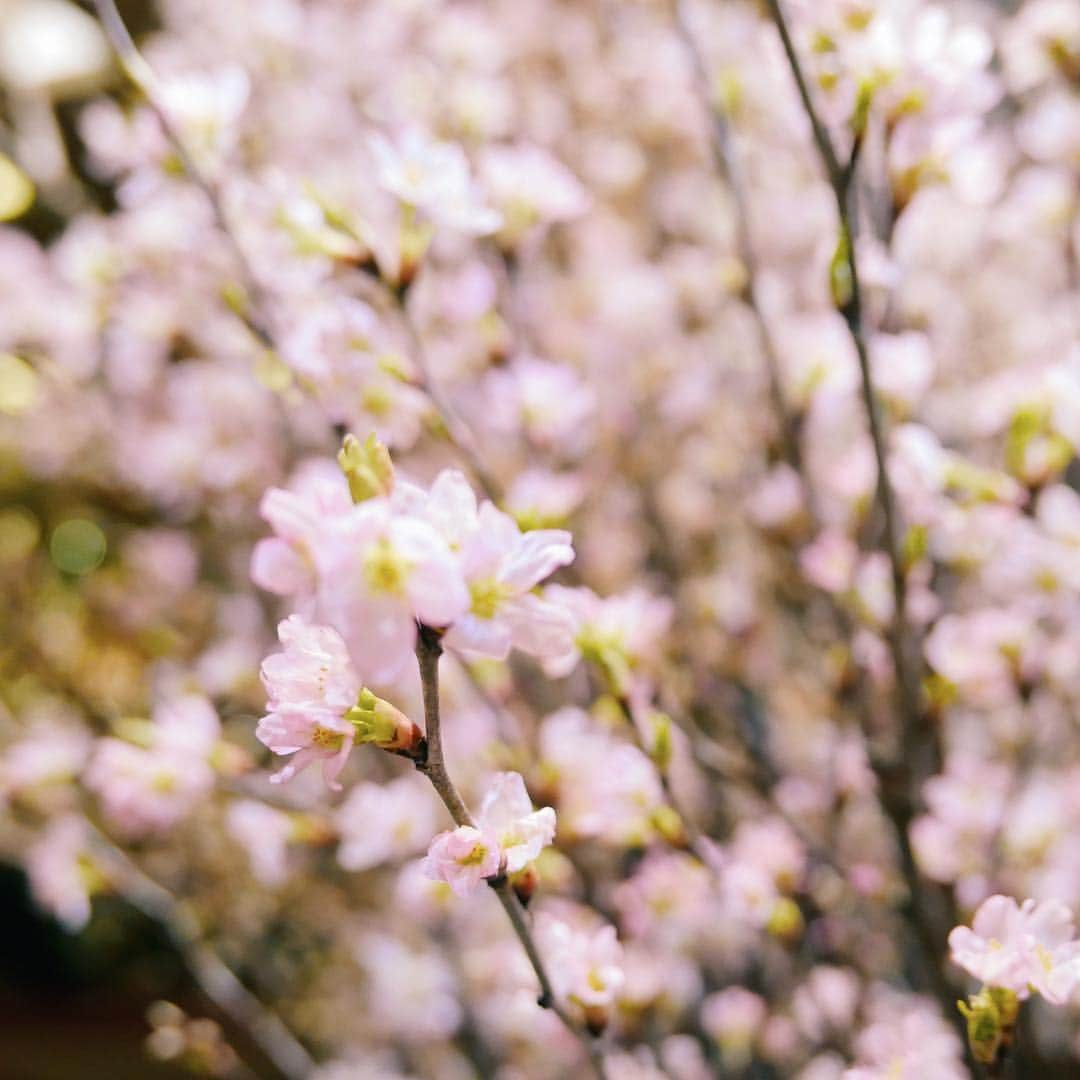 清水愛美さんのインスタグラム写真 - (清水愛美Instagram)「帝国ホテルの桜が綺麗すぎたよ😍🌸 * はやく花見したい！！(^^) 帝国ホテルのアフタヌーンティーも また行きたい！ * #帝国ホテル #桜 #サクラ #sakura #花見 #ホテル #imperialhotel  #japan」3月27日 18時27分 - manami_s0902