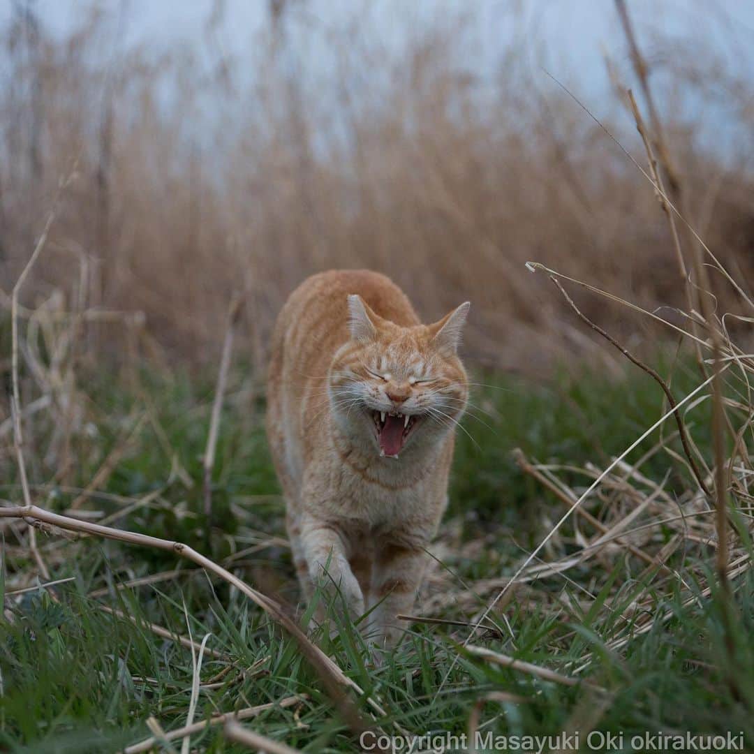 Masayukiさんのインスタグラム写真 - (MasayukiInstagram)「笑顔ステキ。  #cat #ねこ」3月27日 18時34分 - okirakuoki