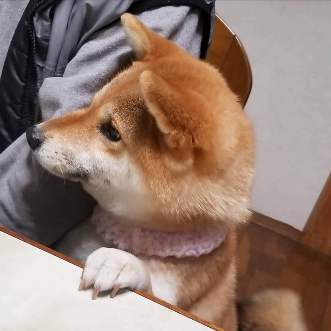 柴犬たま Shibainu Tamaのインスタグラム