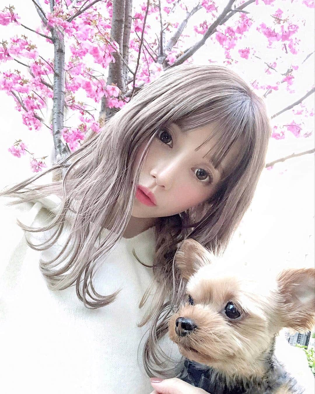 おりもあいさんのインスタグラム写真 - (おりもあいInstagram)「お散歩🌸🐶❤️ 外だと髪が明るくみえる✨ ⠀ #桜 #sakura #japan ⠀」3月27日 18時38分 - ai_orimo