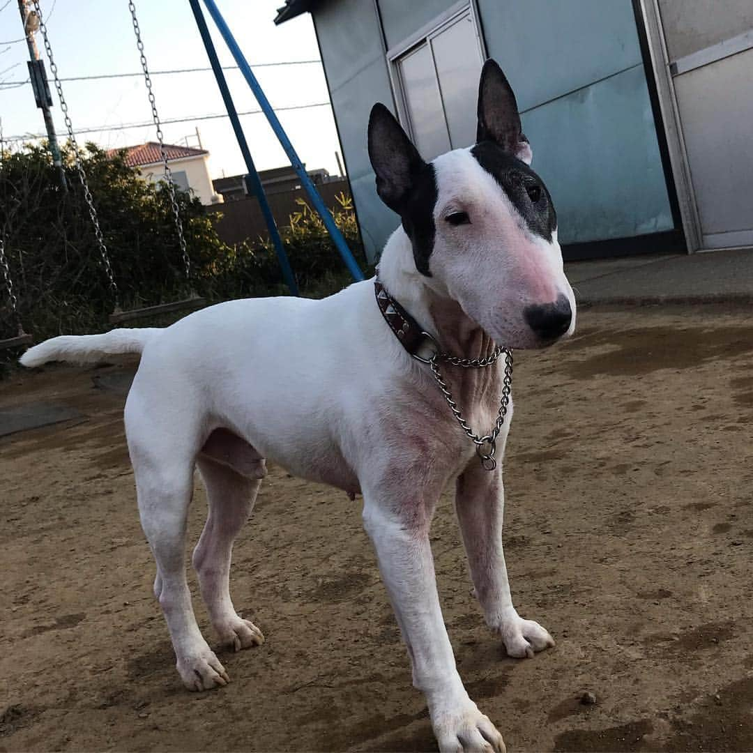 Q太郎さんのインスタグラム写真 - (Q太郎Instagram)「#minituru#bull#terrier#minibullterrier#miniturubullterrier#dog#dogstagram#cute#qtaro#love#family#ミニチュア#ブルテリア#ミニチュアブルテリア#Q太郎」3月27日 18時51分 - qtaro.jun