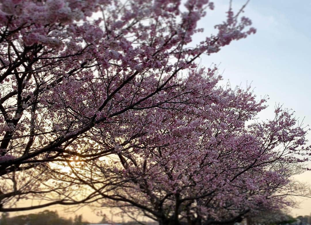 三倉茉奈さんのインスタグラム写真 - (三倉茉奈Instagram)「暖かくなってきたので 久しぶりに外をジョギング。 いや、半分以上、ウォーキング笑 桜と夕日が綺麗だった。 また走ろうっと。 #jogging  #cherryblossom」3月27日 19時17分 - mana_mikura_official