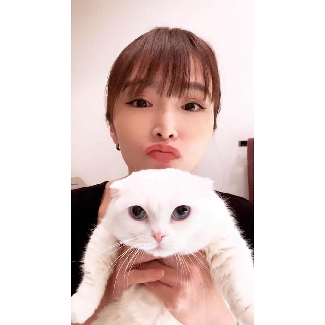 渡部いずみさんのインスタグラム写真 - (渡部いずみInstagram)「マンチカン清水しじみちゃん🐚柔らかさ最高🤭‼ブスくれた顔も最高️‼️たまらん‼️ #マンチカン#cat#猫#ねこのきもち#猫好き#白猫#ペット#pet#長生きしてね#インスタ#インスタライブ#white」3月27日 19時18分 - pincher__izumi