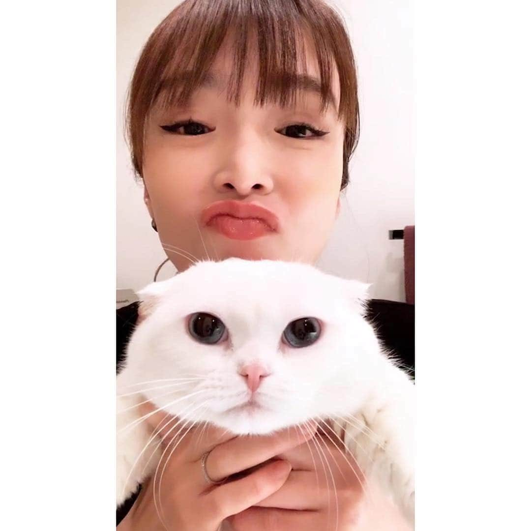 渡部いずみさんのインスタグラム写真 - (渡部いずみInstagram)「マンチカン清水しじみちゃん🐚柔らかさ最高🤭‼ブスくれた顔も最高️‼️たまらん‼️ #マンチカン#cat#猫#ねこのきもち#猫好き#白猫#ペット#pet#長生きしてね#インスタ#インスタライブ#white」3月27日 19時18分 - pincher__izumi