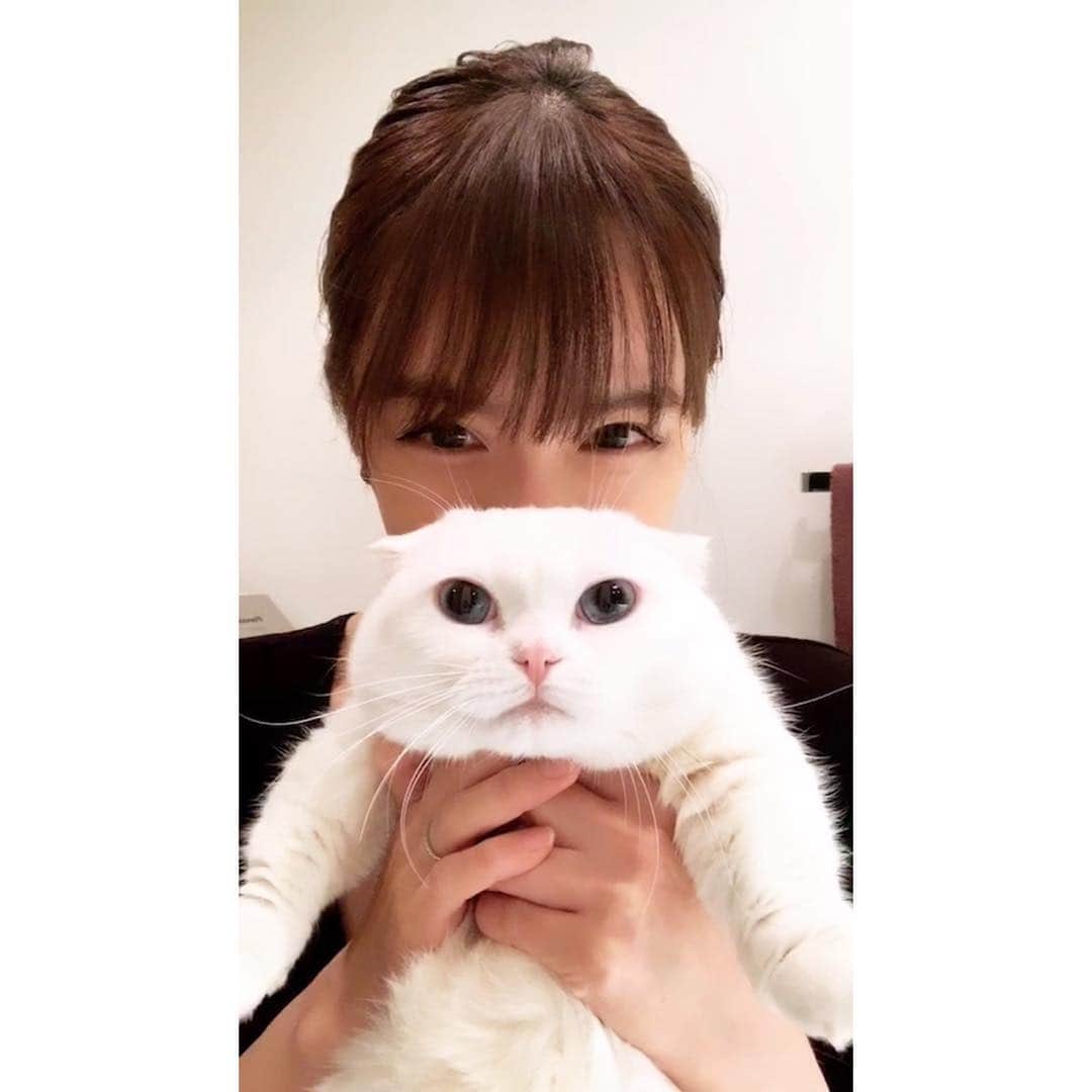 渡部いずみさんのインスタグラム写真 - (渡部いずみInstagram)「マンチカン清水しじみちゃん🐚柔らかさ最高🤭‼ブスくれた顔も最高️‼️たまらん‼️ #マンチカン#cat#猫#ねこのきもち#猫好き#白猫#ペット#pet#長生きしてね#インスタ#インスタライブ#white」3月27日 19時18分 - pincher__izumi