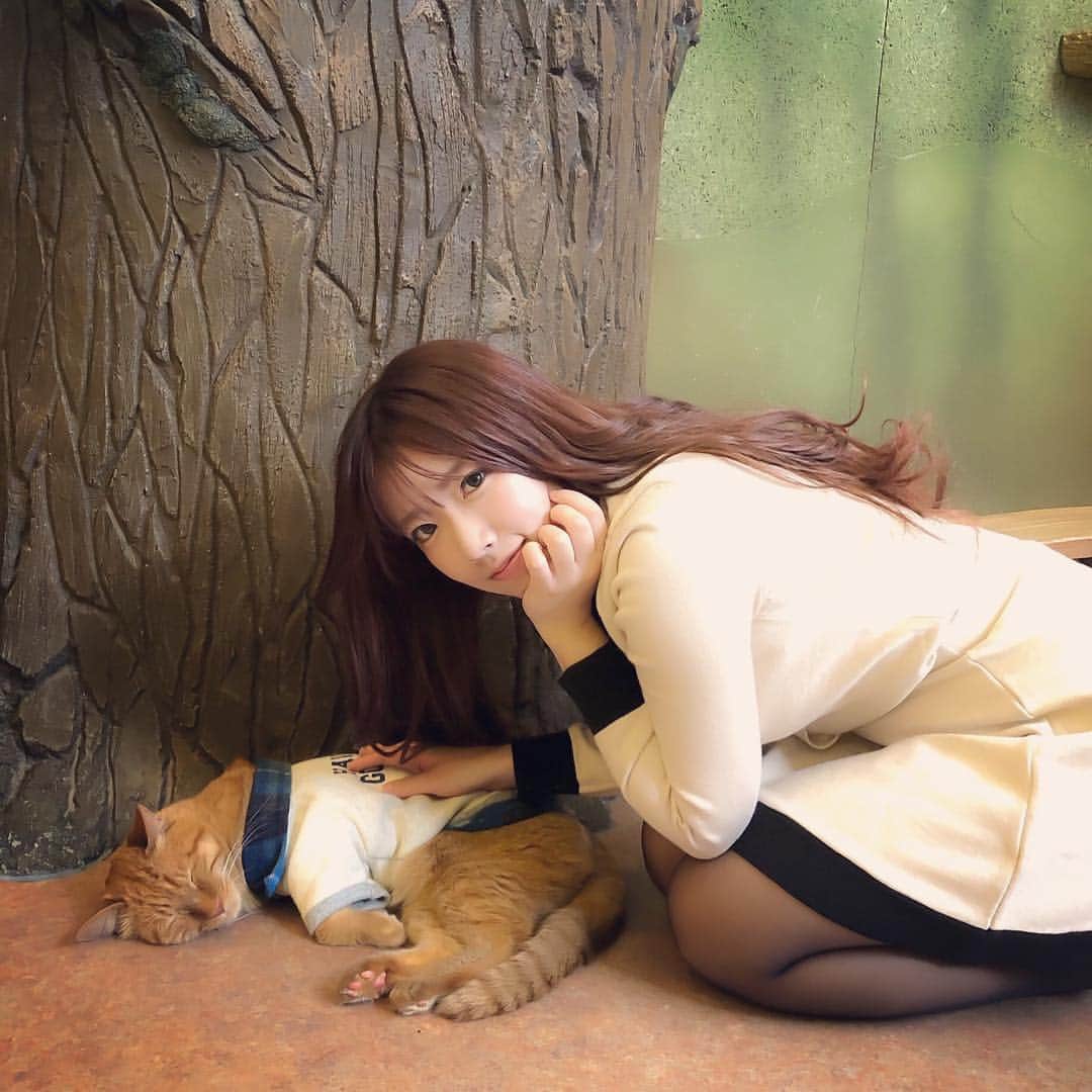 ゆとりさんのインスタグラム写真 - (ゆとりInstagram)「cat café🐈☕️⭐️ #japan #japanesegirl #japanese #followme #selfie #cosplay #셀카 #팔로우미 #얼스타그램 #셀스타그램」3月27日 19時19分 - creamcandy123