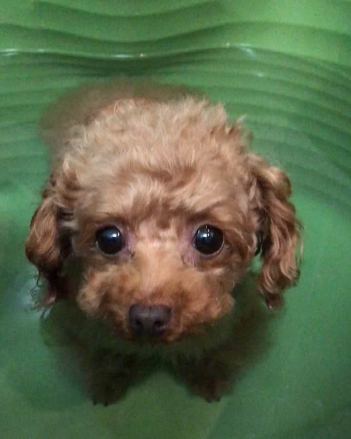 のインスタグラム：「昨日はお風呂でした🐶🛁😉 今回は指寝ではなく、これまた 百発百中寝てしまう、足の付け根 マッサージです😁👍 #プードル#トイプードル#ティーカッププードル#犬#poodle#teacuppoodle#toypoodle#dog#dogstagram#instadog#푸들#caniche#Pudel#貴婦狗#animalsco」