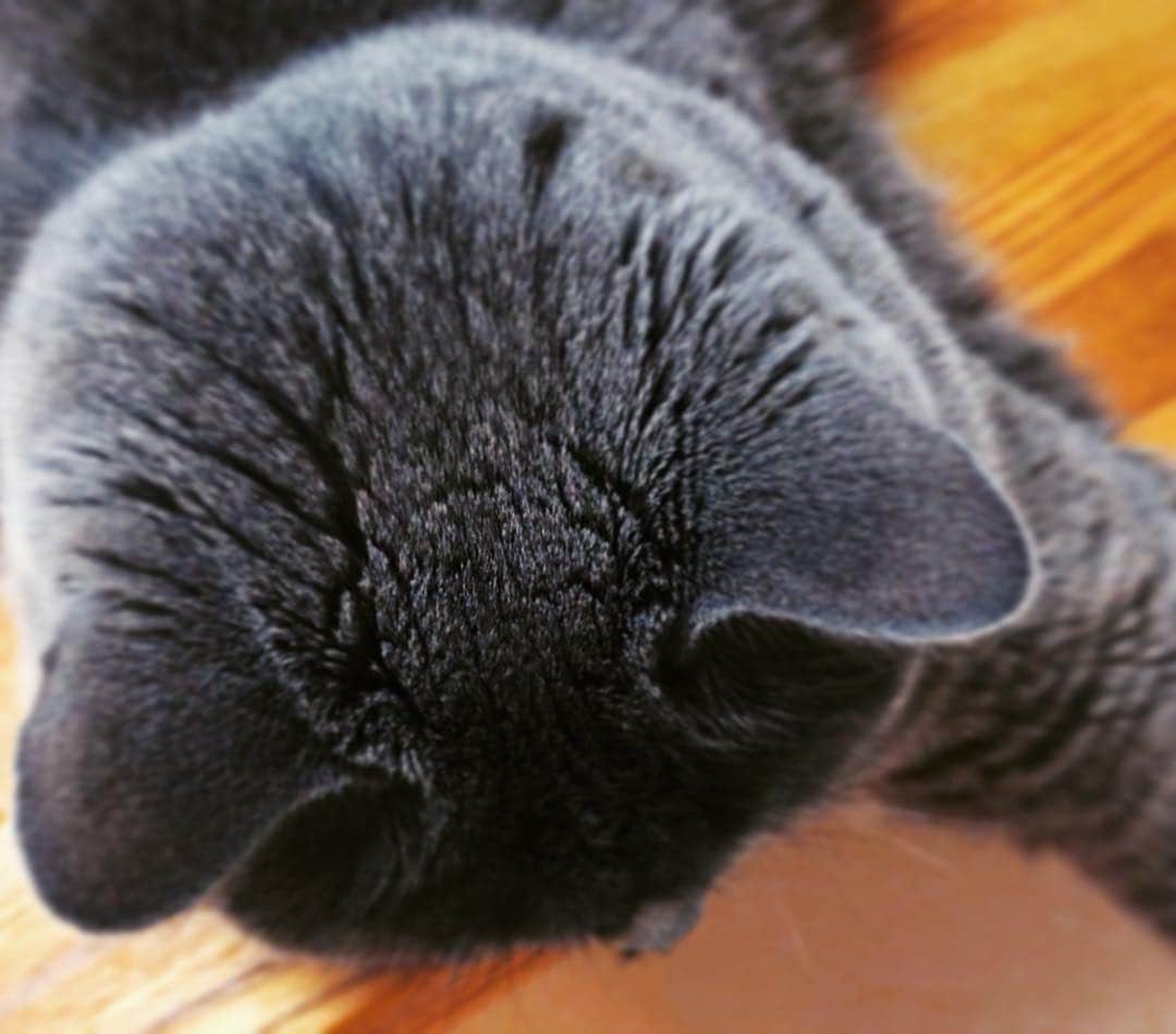 チキン南蛮カレーのルウ王子のグルメインスタ