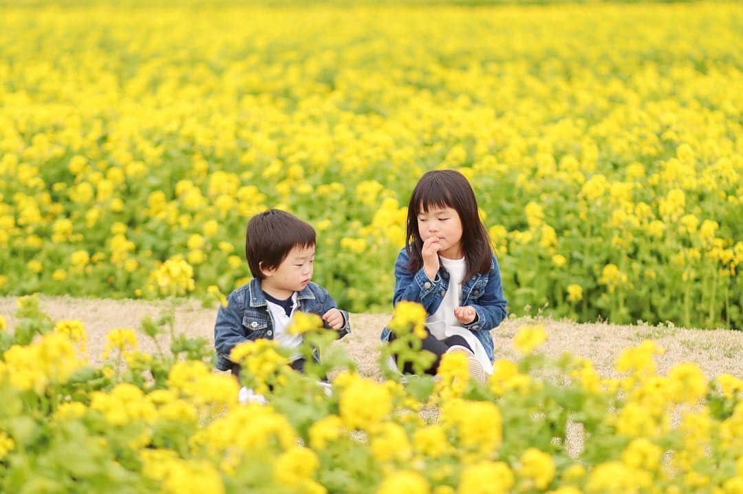 のインスタグラム：「こんばんは😊 現在、「春」をテーマにお写真・動画を募集中です✨ 本日の #タビスルキッズ はこちら💕 📷 @chu__s0nさん 🚩兵庫県・「あわじ花さじき」 🎙ご本人コメント(一部抜粋) 最近、僕さんとお姉ちゃんの ツーショットを撮る方法を 見つけました.｡.:*♡ ︎︎◌ お姉ちゃんにクッピーラムネを あげてもらう 笑 です◟̑◞̑ ︎︎◌ 初の#淡路島 ‪( ¨̮ ) ︎︎◌ 初の#明石海峡大橋 ︎︎ ◌ せっかくだからsupremeの壁  も行ってみたけど思ったより小規模 笑 ︎︎◌ #あわじ花さじき は結構人が たくさんでした(^^) ︎︎◌ 夜は#南京町食べ歩き  豚まん、北京ダック包み 小籠包、焼き小規模 フカヒレラーメン 炭水化物ばっかり( ˊᵕˋ ;)💦 ︎︎◌ 特に焼き小龍包が美味しかった˙꒳​˙)♡ ︎︎◌ また行きたいな〜(^^) ＊＊＊＊＊＊ 「ツーショットを撮る方法」真似したいです😆 かわいいお写真ありがとうございます💕」