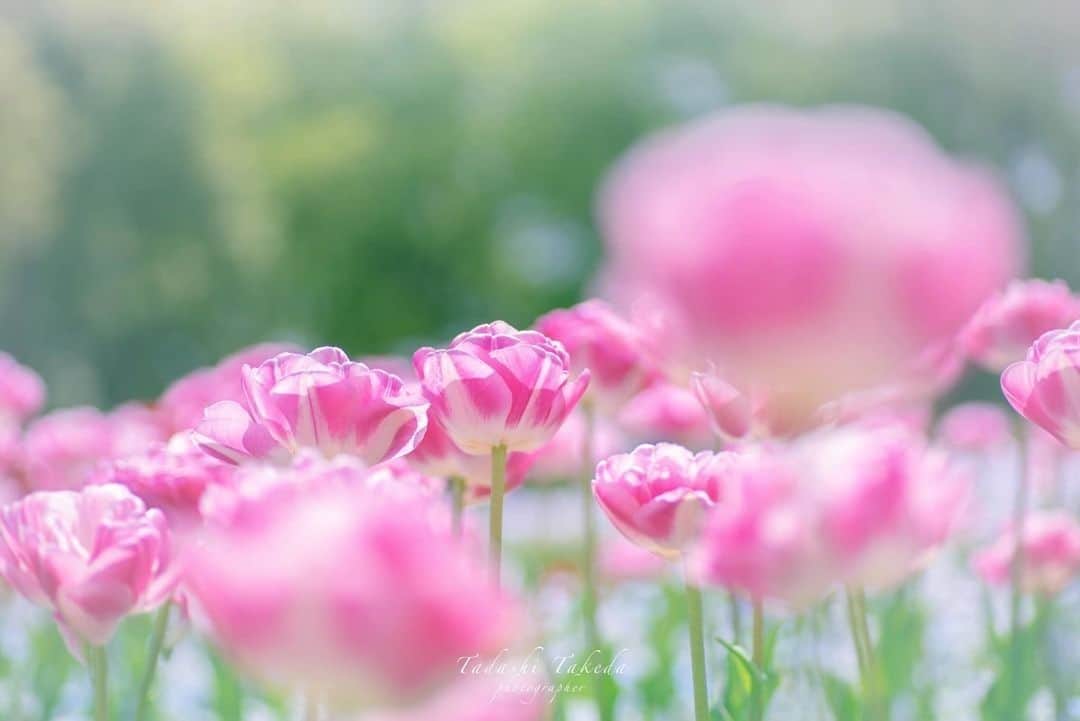 花の写真館のインスタグラム：「Photo by Tadashi Takeda.⠀ https://www.facebook.com/tadashitakeda2009⠀ .⠀ Original Post[投稿頂いたURL]⠀ https://www.facebook.com/photo.php?fbid=1305506652921538⠀ .⠀ 本アカウントは、 #私の花の写真 をつけてInstagramに投稿された皆さまの花の写真や、「花の写真館」Facebookページで投稿された花の写真を紹介します。⠀ 「花の写真館」Facebookページは、「 @floral.photograph 」のプロフィールにあるURLからご覧ください。⠀ .⠀ #花の写真館 #floralphotograph #floralphoto #flower #flowers #富士フイルム #FUJIFILM⠀ Follow: @floral.photograph」