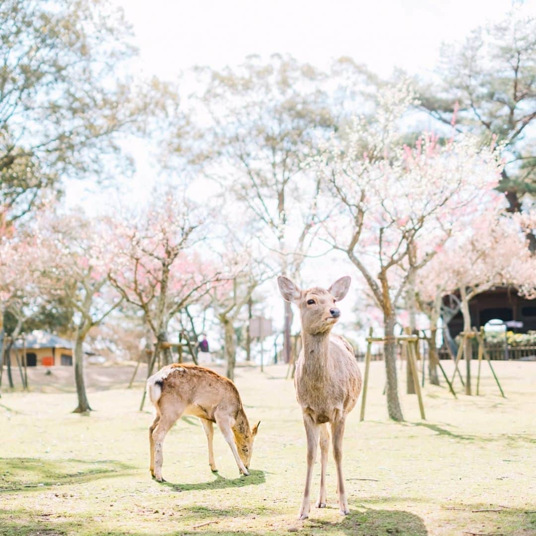 fuka_09さんのインスタグラム写真 - (fuka_09Instagram)「﻿ #わたしは奈良派﻿ ﻿ ﻿ オーストラリア写真の途中だけど﻿ わたしは奈良派 、の写真もね🦌﻿ ﻿ 奈良公園は梅も桜も綺麗ですよ✿﻿ ﻿ #奈良公園 #梅林﻿ ﻿ ﻿ @watashiha_naraha_official」3月27日 19時30分 - fuka_09
