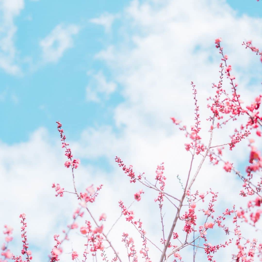 fuka_09さんのインスタグラム写真 - (fuka_09Instagram)「﻿ #わたしは奈良派﻿ ﻿ ﻿ オーストラリア写真の途中だけど﻿ わたしは奈良派 、の写真もね🦌﻿ ﻿ 奈良公園は梅も桜も綺麗ですよ✿﻿ ﻿ #奈良公園 #梅林﻿ ﻿ ﻿ @watashiha_naraha_official」3月27日 19時30分 - fuka_09