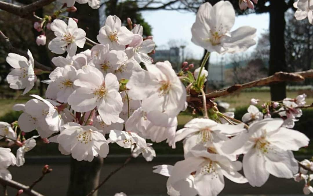 安田さちさんのインスタグラム写真 - (安田さちInstagram)「桜が咲くとワクワクし過ぎて何だか焦る‼️笑  東京は七分咲きくらいでした🌸  散るまでに、なるべくたくさんお花見行きたいなー✨  #お花見 #東京の桜 #桜の季節 #お花見日和 #ワクワクする」3月27日 19時38分 - sachi.yasuda31